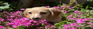 Dachshund Puppy 3