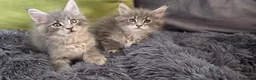 Maine Coon cats for sale: Maine coon kitten  - Advert 20