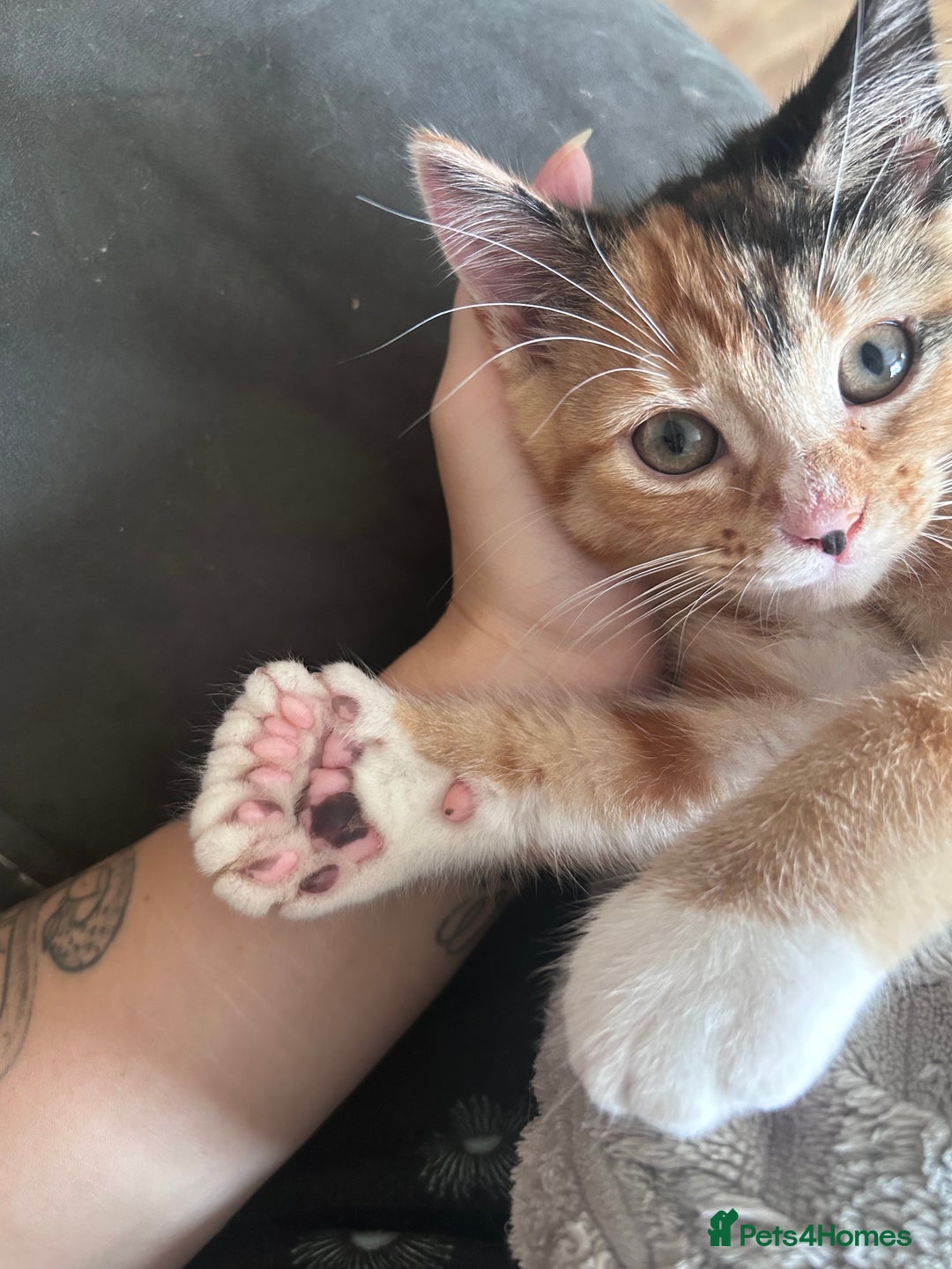 Mixed Breed cats for sale: 4 kittens 2 male 2 female  - Image 2