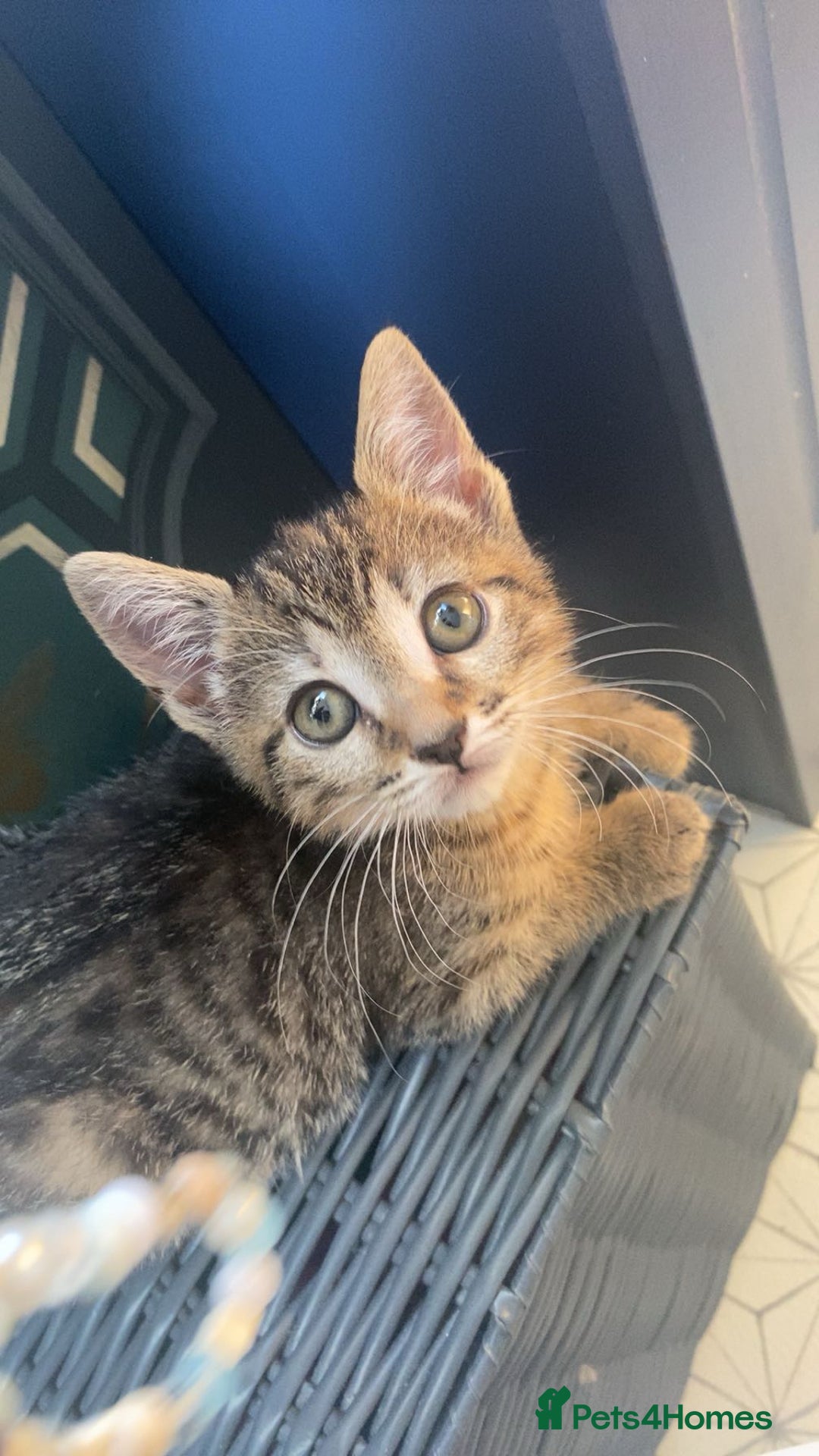 Bengal cats for sale: Beautiful baby bengal girl  - Advert 11