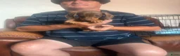Miniature Dachshund dogs for sale: Miniature dachshund puppies - Advert 5