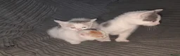 Mixed Breed cats for sale: 11 Adorable kittens 🐾 - Advert 16