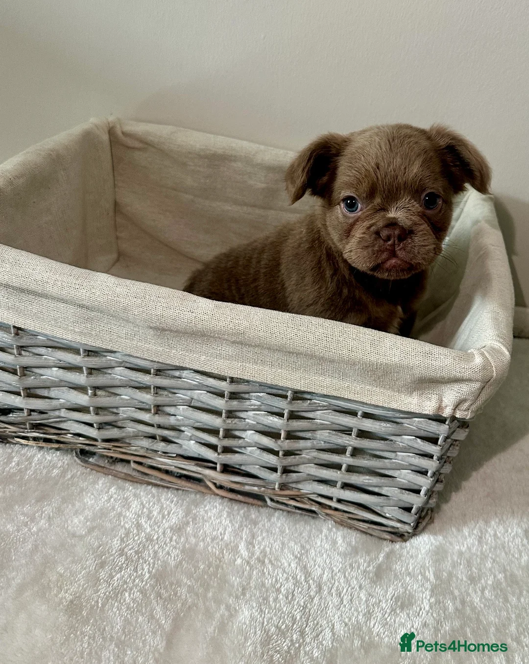 French Bulldog dogs for sale: Visual Fluffy Isabella French Bulldogs🐻 in Dronfield - Advert 2