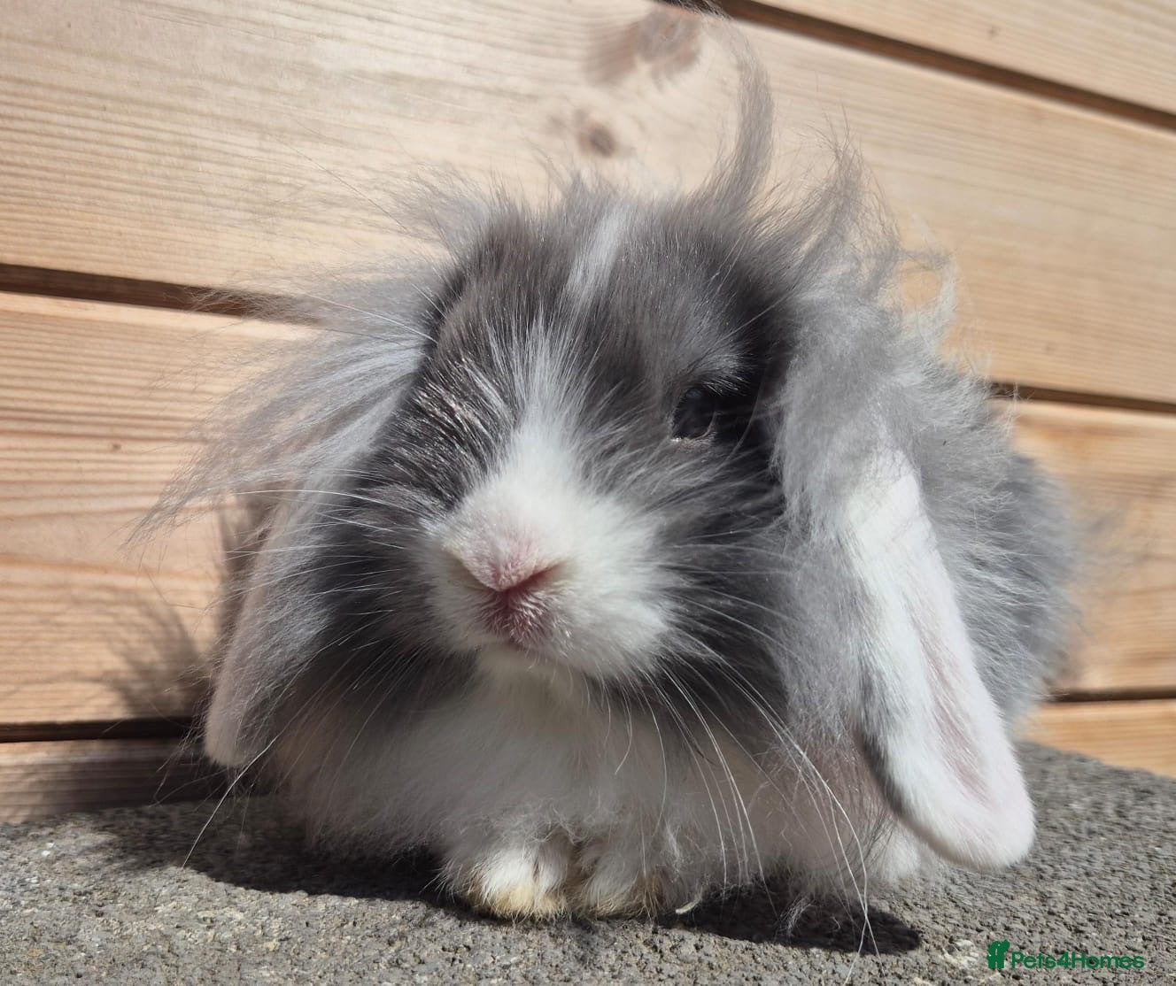Mini Lop rabbits 1 Mini lop and 4 lionlops 8 weeks old - Advert 4