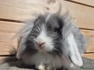 Mini Lop rabbits 1 Mini lop and 4 lionlops 8 weeks old - Advert 4
