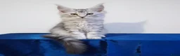 Maine Coon cats for sale: Beautiful GCCF mixed silver kittens - Advert 9