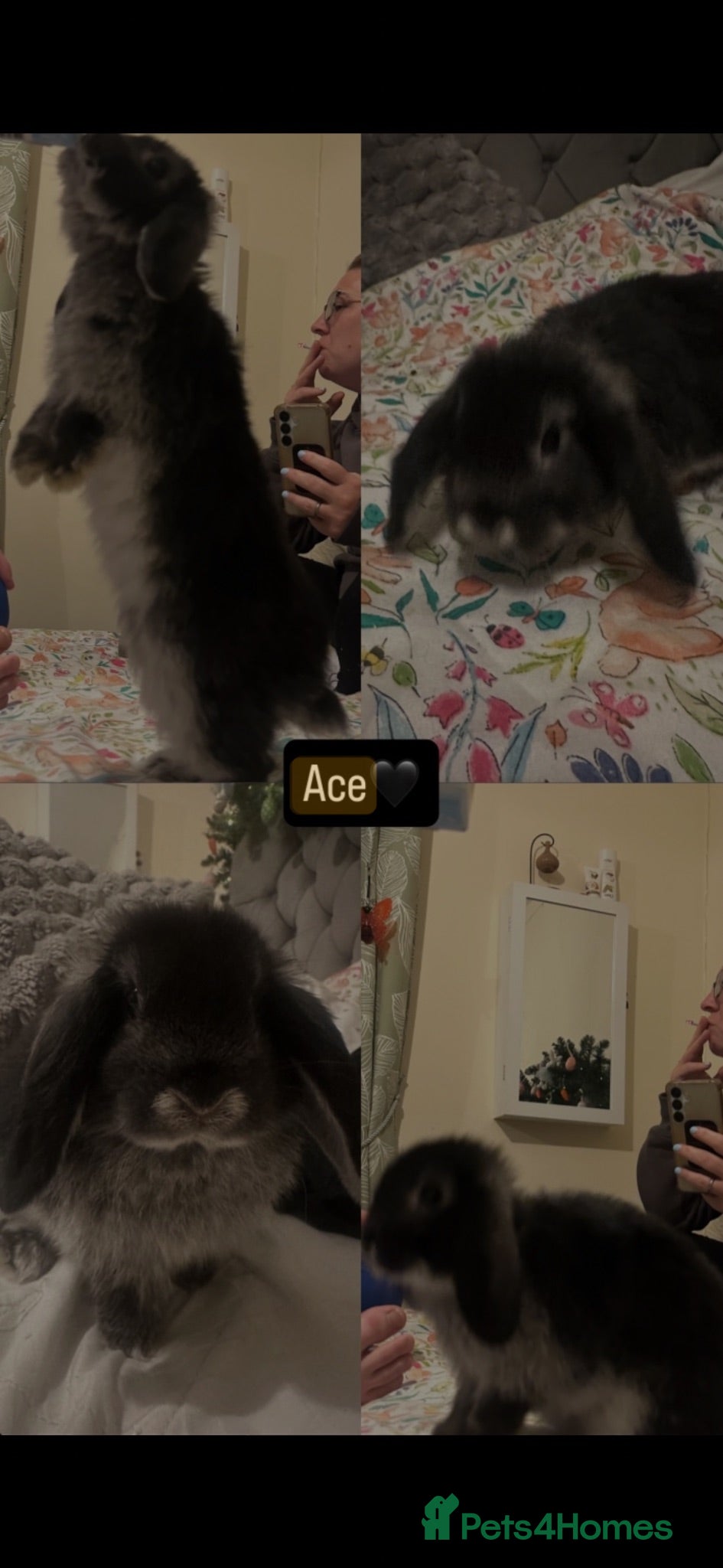 Mixed Breed rabbits Bunnies (see description for info) - Advert 16