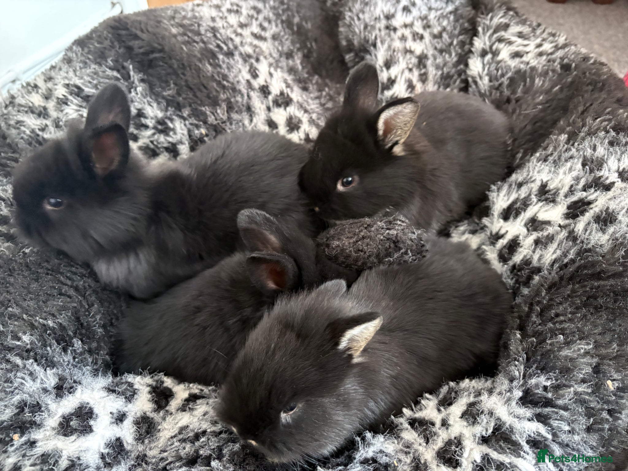 Mixed Breed rabbits 3 boys for sale  - Advert 1