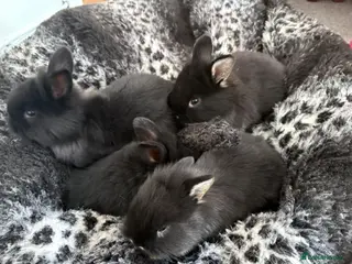Mixed Breed rabbits 3 boys for sale - Advert 3