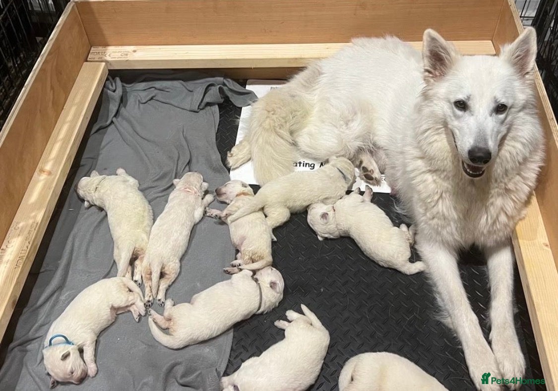 White Swiss Shepherd dogs World Champion Line White Swiss Shepherd Pups - Advert 1