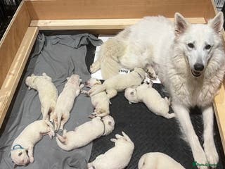 White Swiss Shepherd dogs World Champion Line White Swiss Shepherd Pups - Advert 1