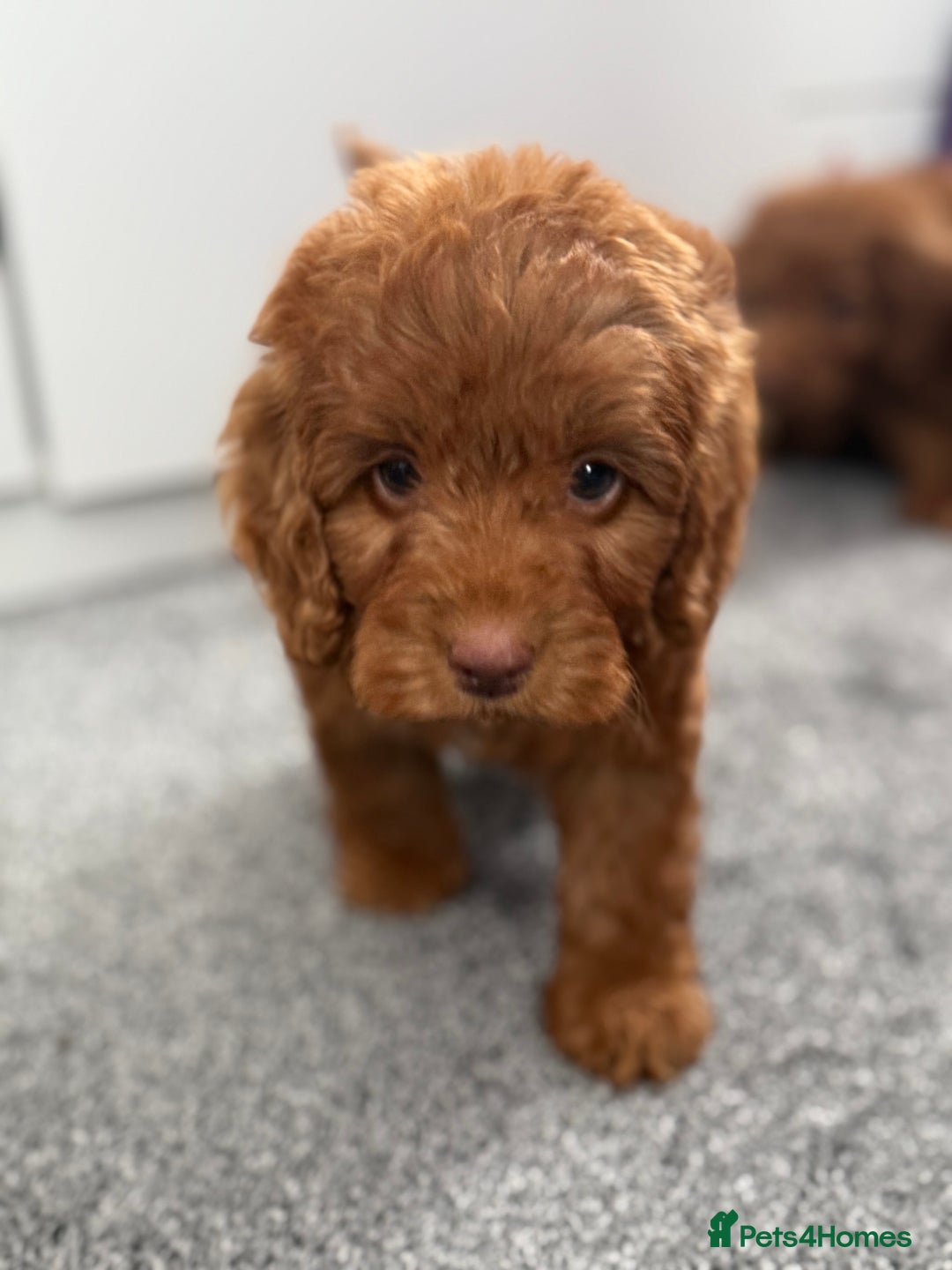 Cockapoo dogs for sale: Beautiful cockapoo puppies  - Image 5