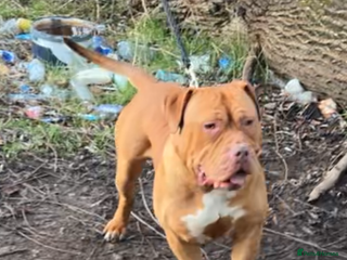 Mastiff dogs Big mastiff stud - Advert 1