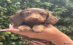 Miniature Dachshund dogs for sale: Pedigree long & short fur miniature dachshunds - Image 12