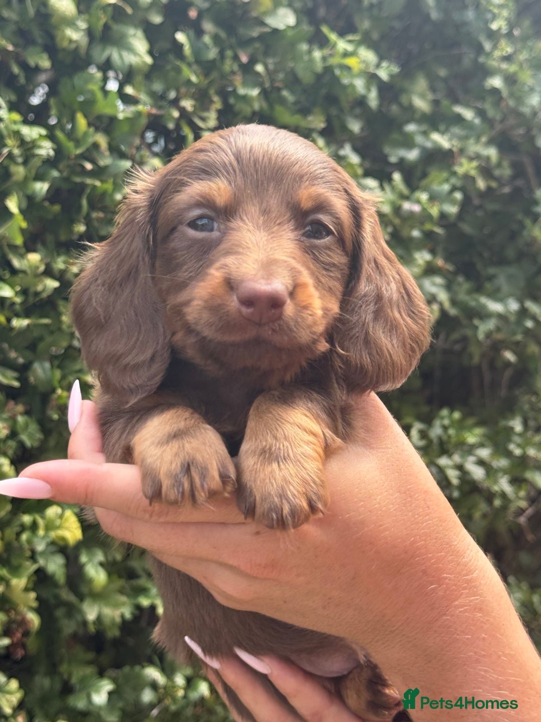 Miniature Dachshund dogs for sale: Pedigree long & short fur miniature dachshunds - Image 12