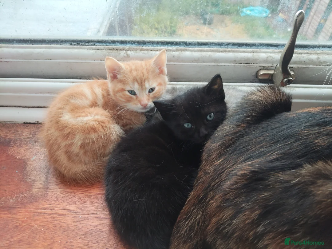 Mixed Breed cats for sale: Gorgeous kittens - Advert 7