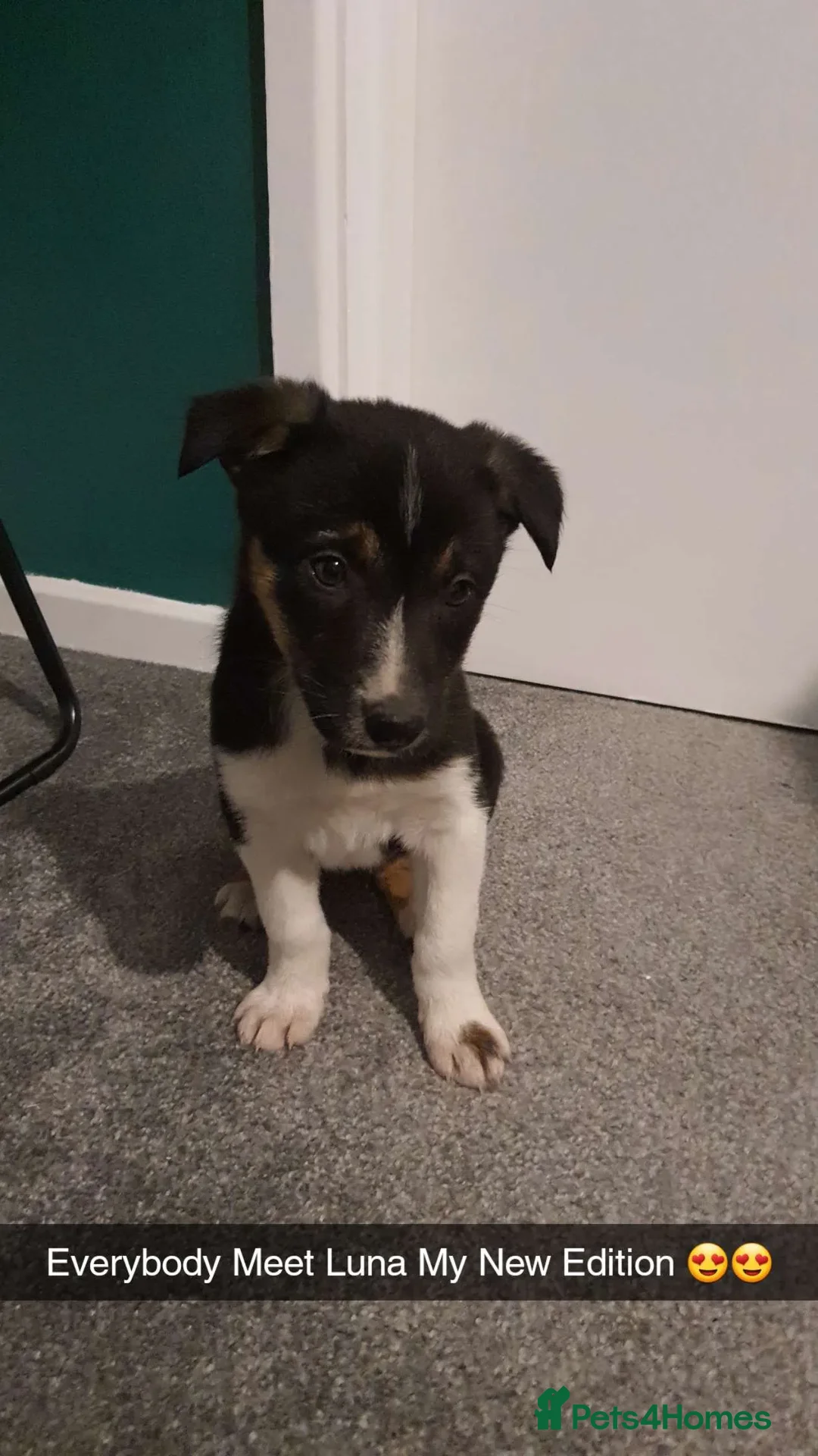 Border Collie dogs for sale: Border Collie - Advert 12