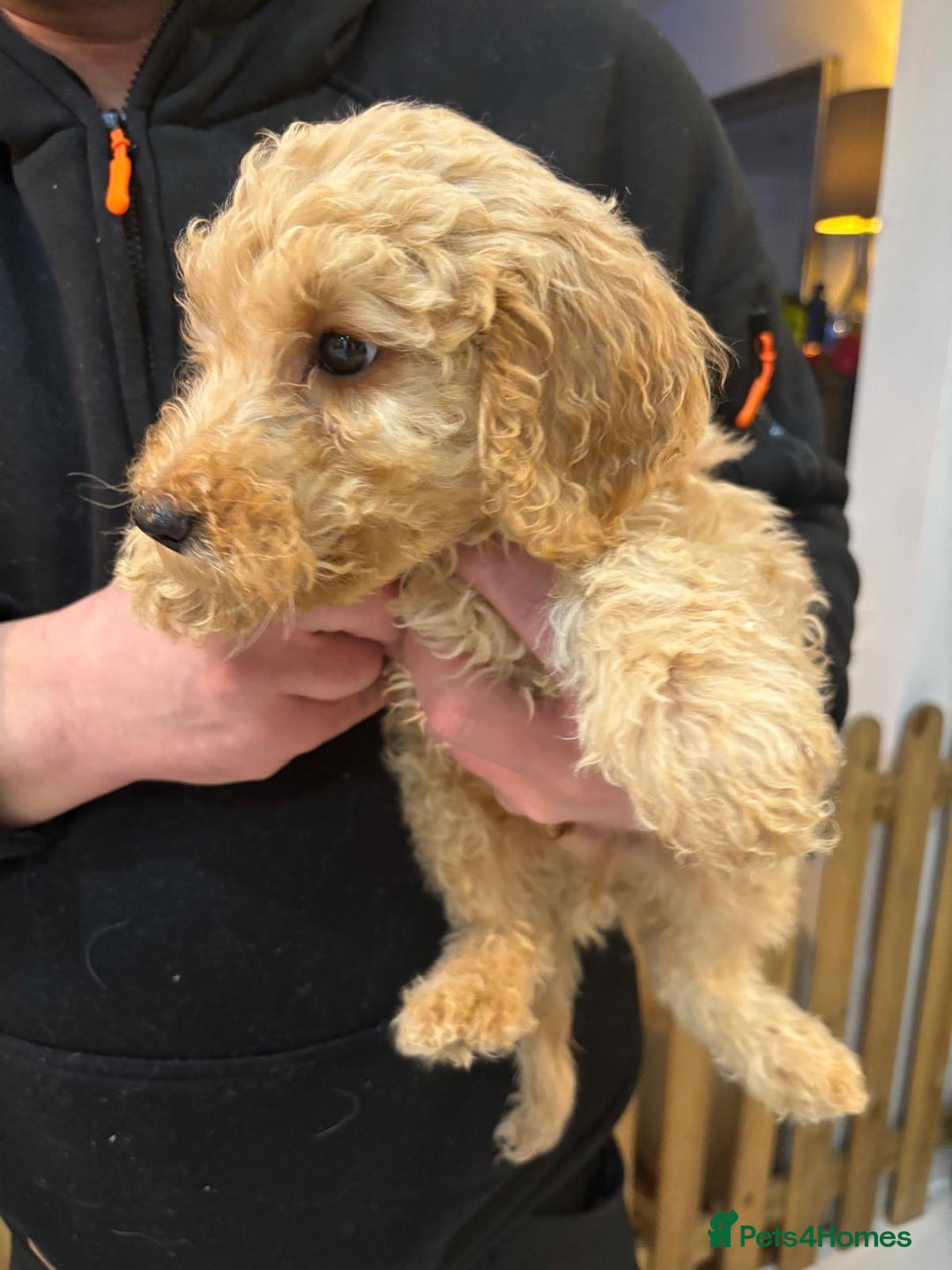 Goldendoodle dogs for sale: F1Goldendoodel puppies now ready for new home  - Advert 17