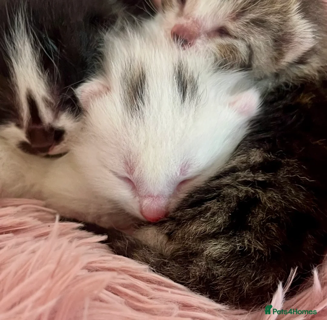Turkish Angora cats for sale: Four Adorable Kittens!  - Advert 12
