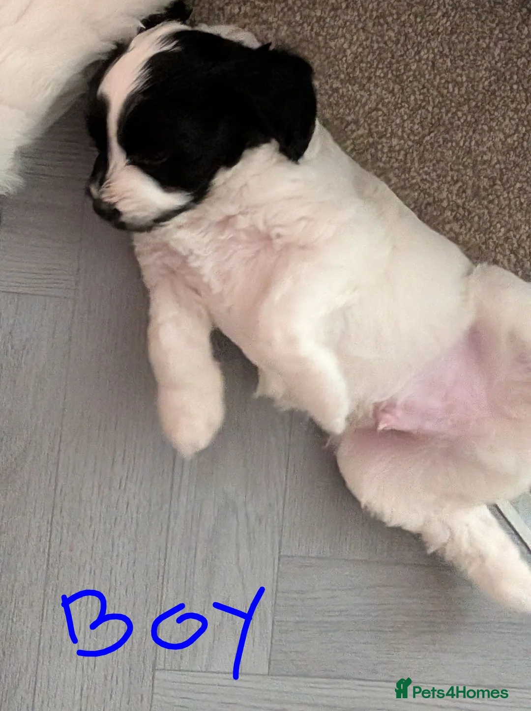 Cocker Spaniel dogs for sale: Cocker Tzu Puppies  in Keighley - Advert 7