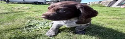 Cocker Spaniel dogs for sale: Cocker Spaniel puppies  in Orkney - Advert 4