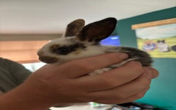 Mini Lop rabbits for sale: 8 baby rabbits - Image 21