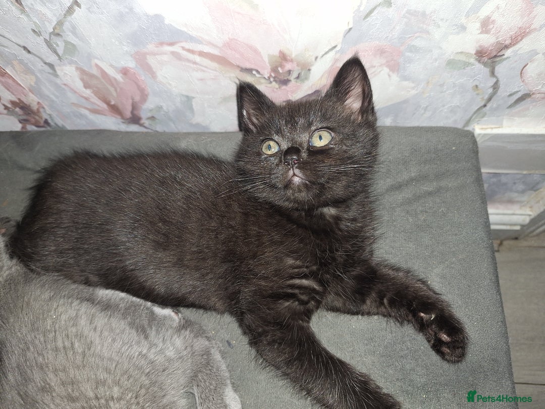 British Shorthair cats for sale: British shorthair kittens - Image 12