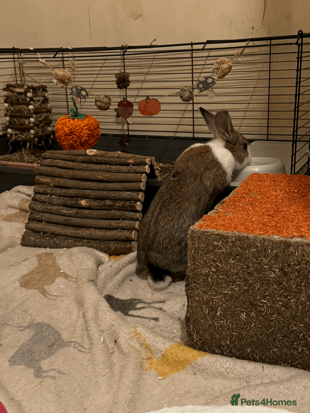 Dutch rabbits for sale: Beautiful Dutch Rabbit needs immediate rehoming - Advert 2