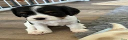 Cavalier King Charles Spaniel dogs for sale: DNA Tested Cavalier King Charles Spaniels Puppies - Advert 8