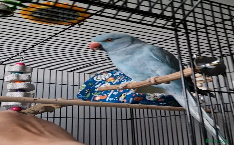 Ringnecks birds Blue Female Indian Ringneck with cage & much more. - Advert 2