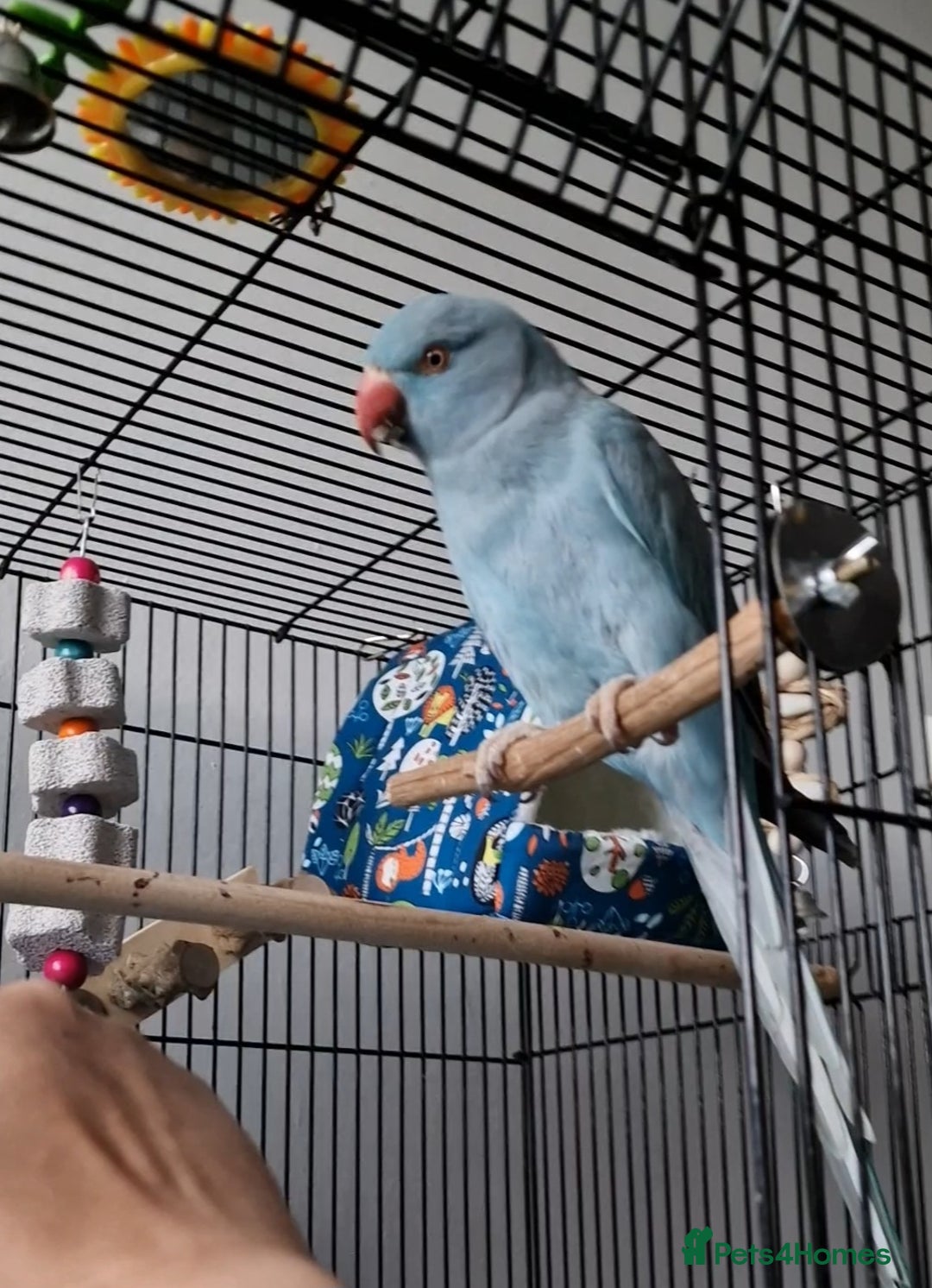 Ringnecks birds for sale: Blue Female Indian Ringneck with cage & much more. - Advert 1