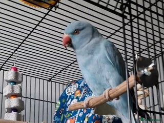 Ringnecks birds Blue Female Indian Ringneck with cage & much more. - Advert 2