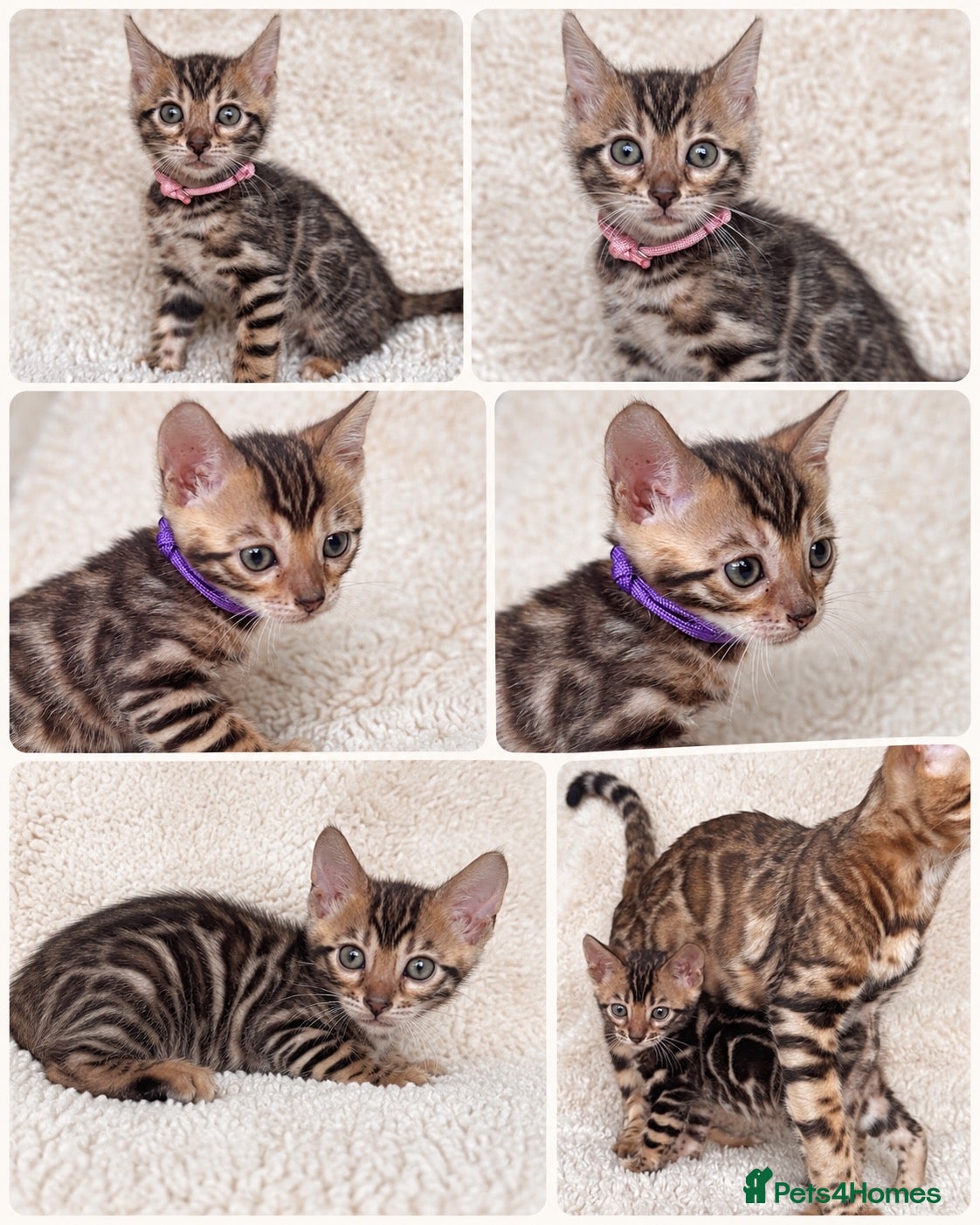Bengal cats Bengal Kittens Looking for Loving Homes 🐾  - Advert 1