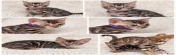 Bengal cats for sale: Bengal Kittens Looking for Loving Homes 🐾  - Advert 1