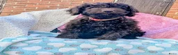 Spanish Water Dog dogs for sale: Spanish water dog - Advert 18