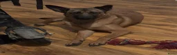 Belgian Shepherd Dog dogs for sale: Narla - Advert 3