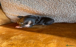 Boston Terrier dogs for sale: 🐾 Adorable Wildax Puppies! 🐾 - Image 8
