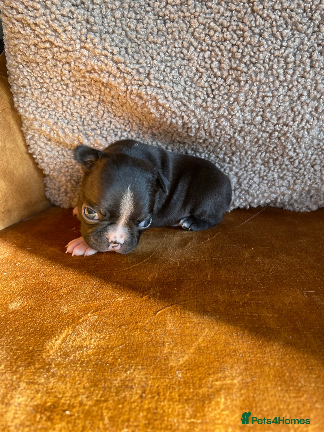 Boston Terrier dogs for sale: 🐾 Adorable Wildax Puppies! 🐾 - Image 8