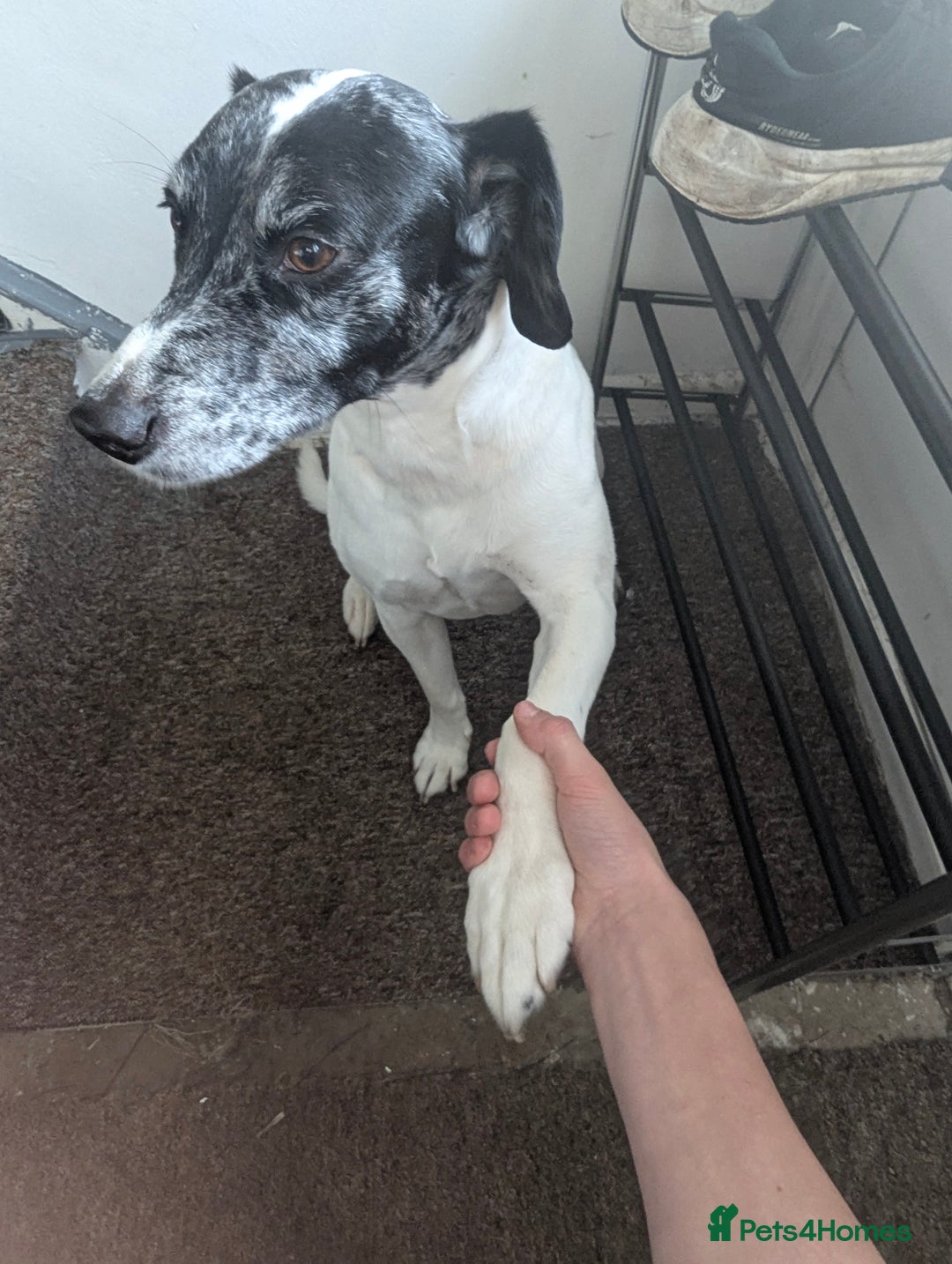 Mixed Breed dogs for sale: Three pups for sale  - Image 18
