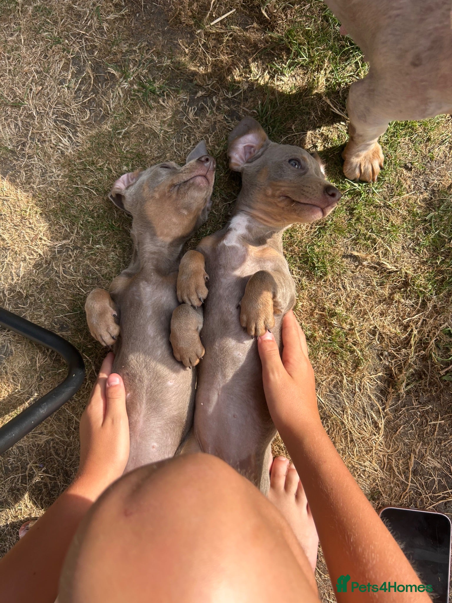 Dachshund dogs 1 girl left ready to go  - Advert 16