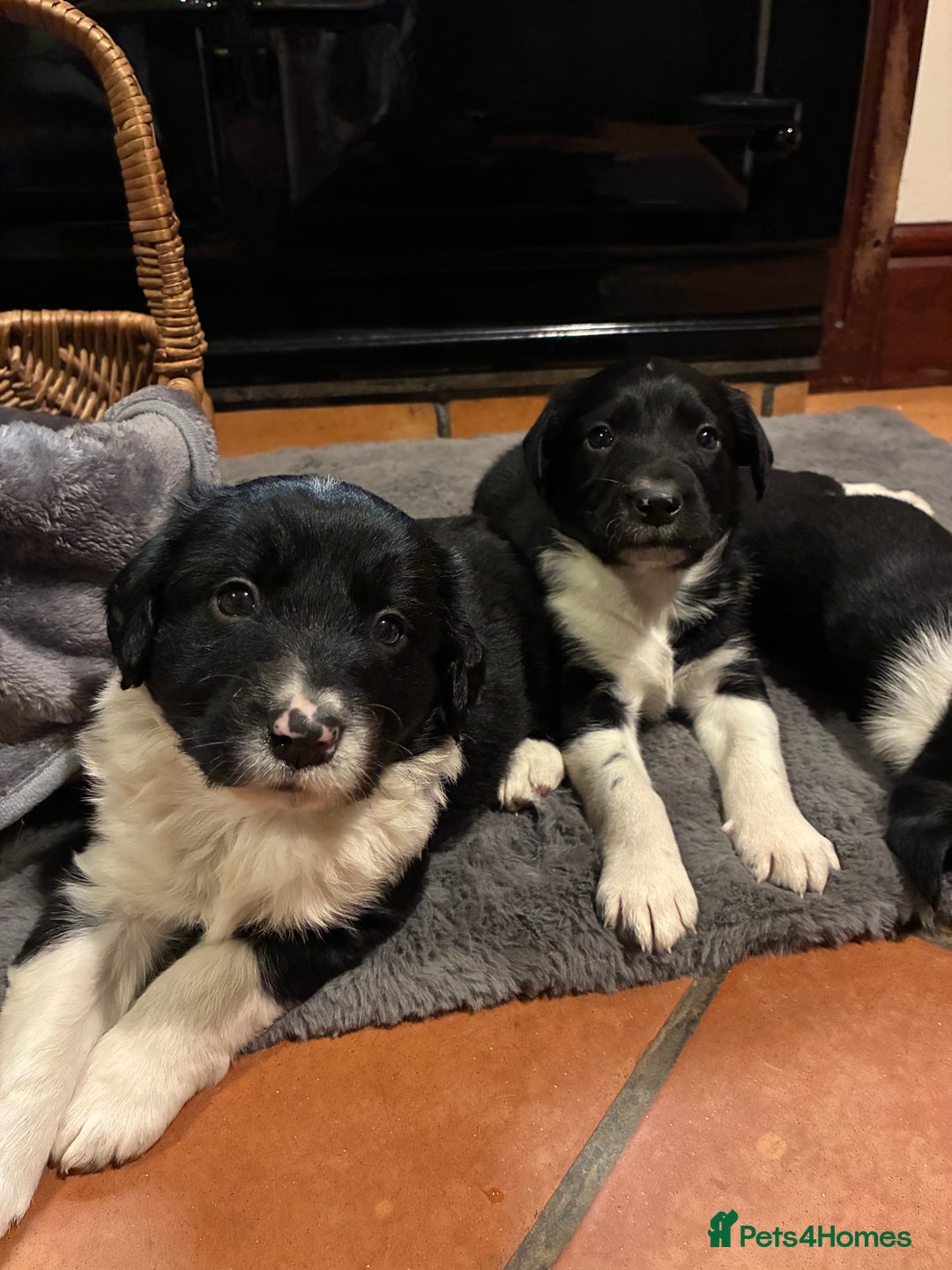 Sprollie dogs for sale: Sprollies looking for homes  - Advert 3