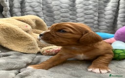 Cavalier King Charles Spaniel dogs for sale: KC Registered Puppies from Health Tested Parents  - Image 11