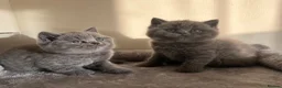 British Shorthair cats for sale: 🏆Exceptional GCCF Registered BSH Kittens - Advert 5