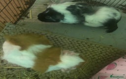 Guinea Pig rodents for sale: 2 Bonded Female Guinea Pigs - Image 5