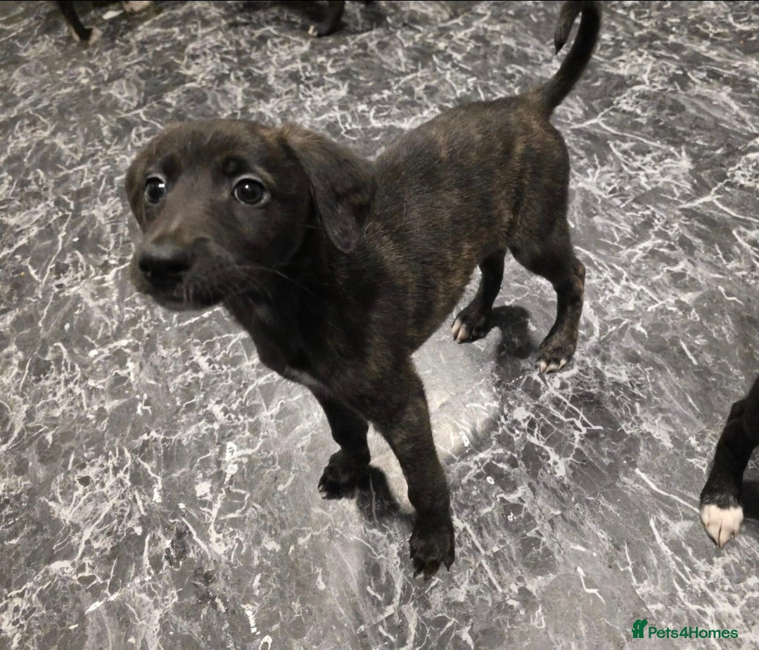 Lurcher dogs Lurcher Pups, Last 1, Ready for new homes. - Advert 3