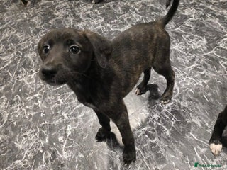 Lurcher dogs Lurcher Pups, Last 2, Ready for new homes. - Advert 9