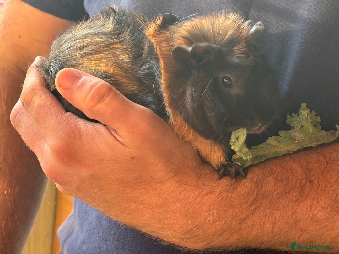 Guinea Pig rodents for sale: 2 male guinea pigs  - Image 1