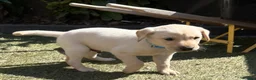 Labrador Retriever dogs for sale: Fox Red & Light Labrador Puppies- Ready June 2026 - Advert 10