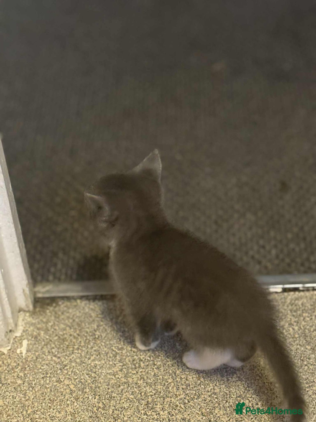 Mixed Breed cats for sale: Kittens for sale  - Image 5