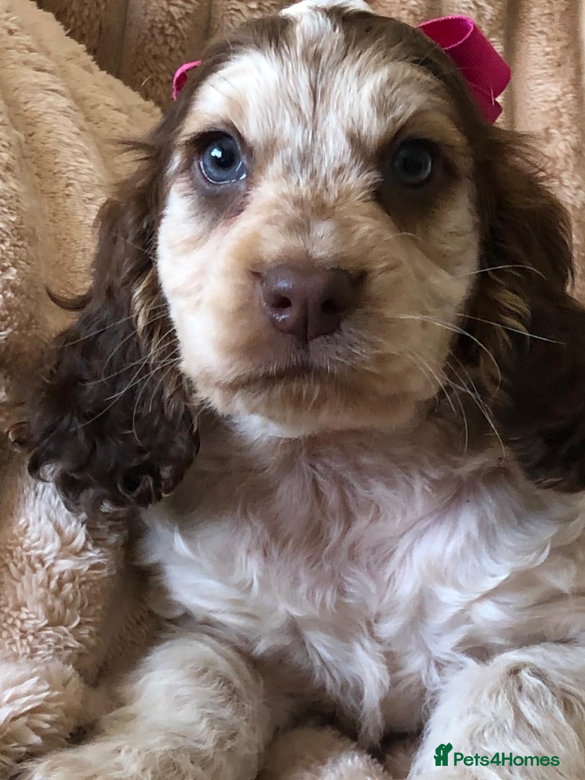 Cocker Spaniel dogs Show cocker spaniel puppies  - Advert 8